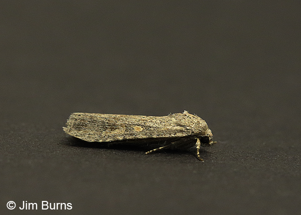 Beet Armyworm Moth, Arizona