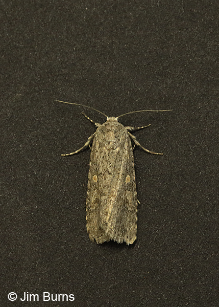 Beet Armyworm Moth dorsal view, Arizona