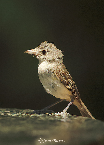 Bell's  Vireo fledgling at water--2176