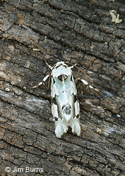 Beloved Emarginea Moth dorsal view, Arizona