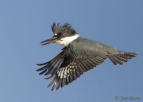 Belted Kingfisher male in flight dorsal wing--0815