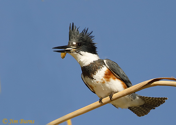 Belted Kingfisher juvenile with minnow--0837