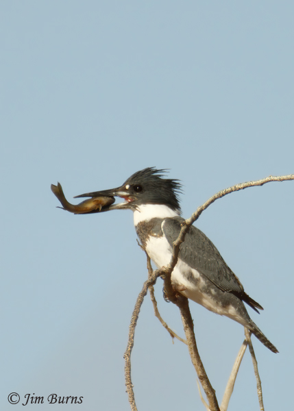 Belted Kingfisher male with fish--6236