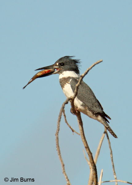 Belted Kingfisher male with fish