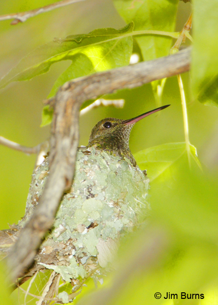 Berylline Hummingbird female on nest