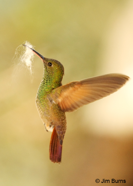 Berylline Hummingbird female in flight with nesting material