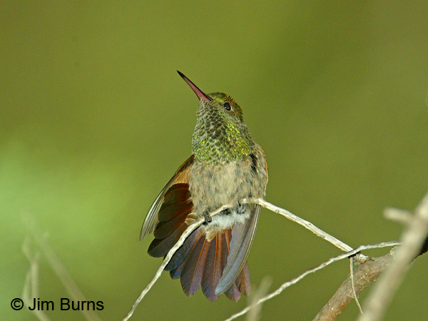 Berylline Hummingbird female dorsal