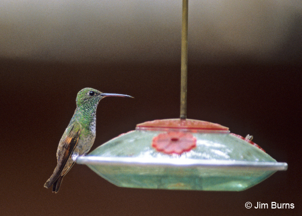 Berylline Hummingbird immature male at feeder