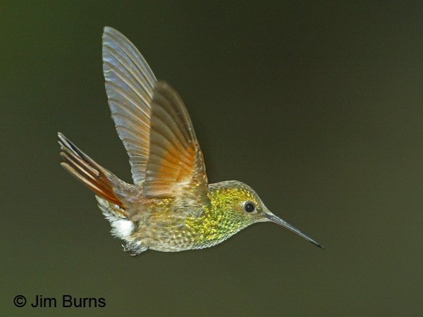 Berylline Hummingbird male in flight