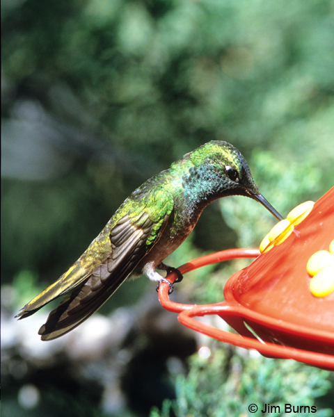Berylline x Rivoli's Hummingbird hybrid