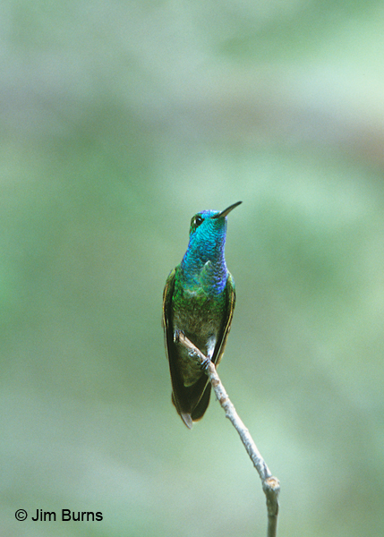 Berylline x Rivoli's Hummingbird hybrid