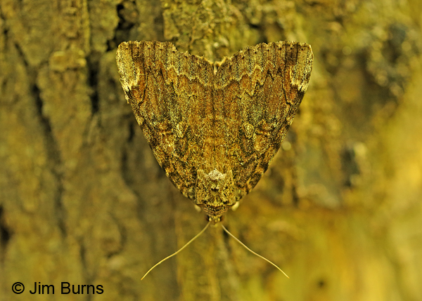 Betrothed Underwing Moth, Oklahoma