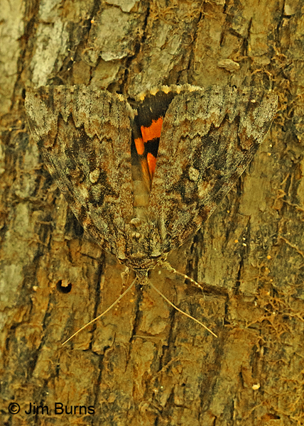 Betrothed Underwing Moth, Oklahoma
