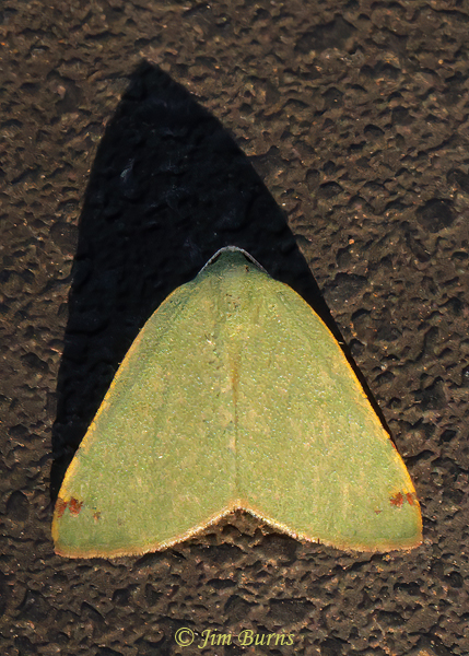 Bicolored Chloraspilates Moth, Arizona--1906