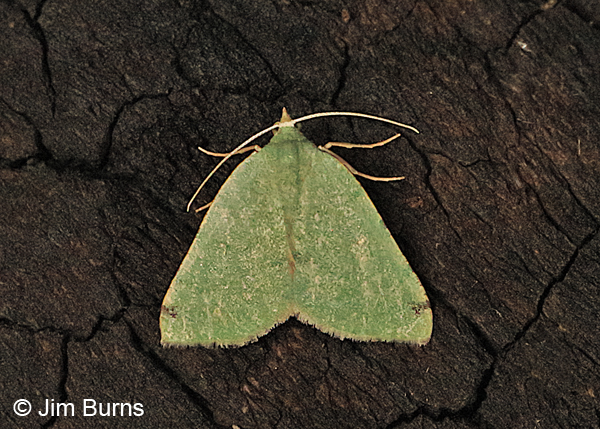 Bicolored Chloraspilates Moth #2, Arizona