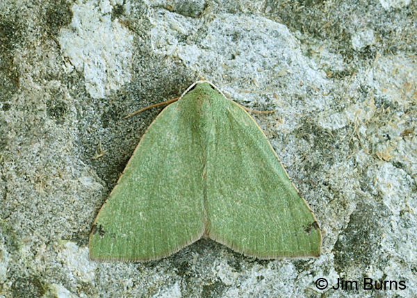 Bicolored Chloraspilates Moth on rock, Arizona