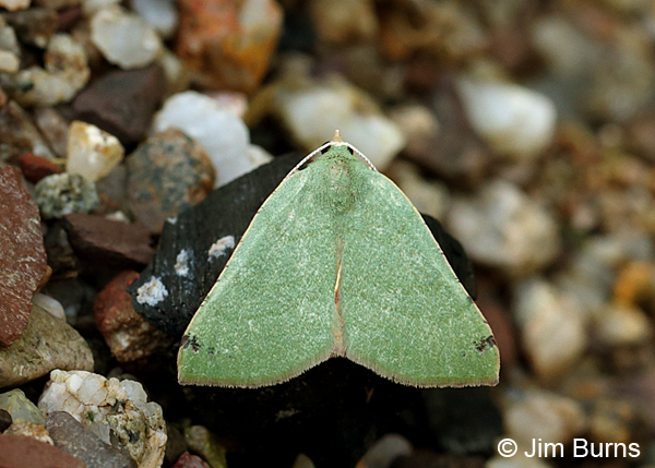 Bicolored Chloraspilates Moth, Arizona