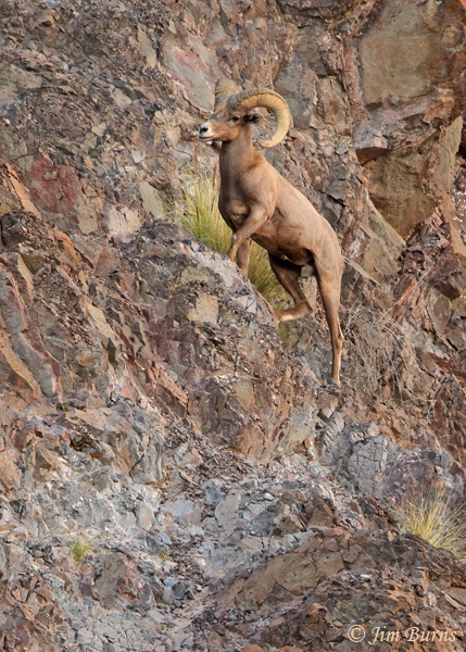 Desert Bighorn Sheep are an unexpected sight on the cliffs above the High Trail.