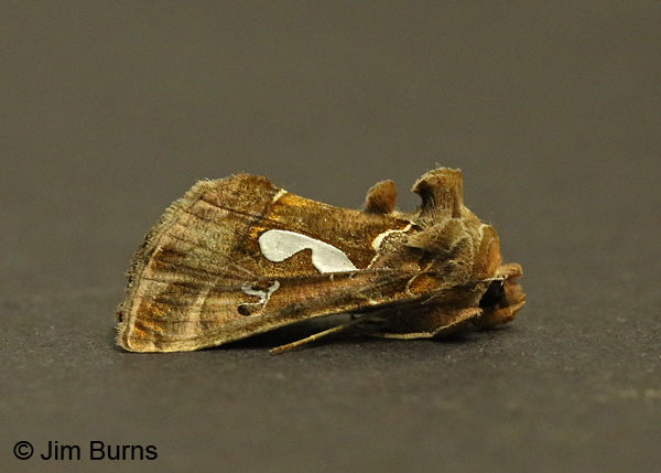Bilobed Looper Moth, Arizona