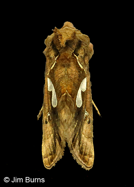 Bilobed Looper Moth dorsal view, Arizona