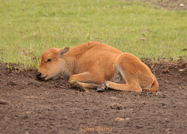 American Bison calf resting in wallow--1480