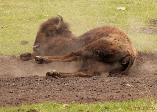 American Bison dust bathing at wallow--1488