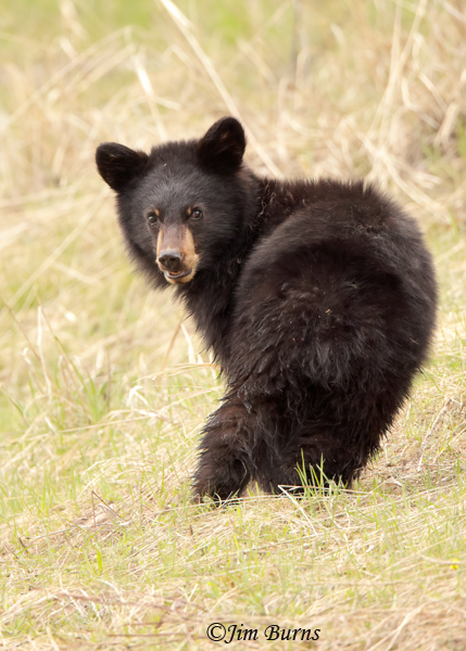 Black Bear second year cub portrait--0976