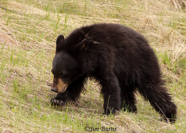 Black Bear second spring cub--0988