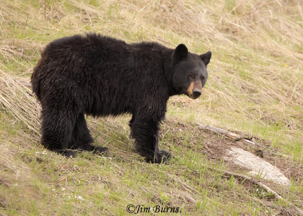 Black Bear female--0992