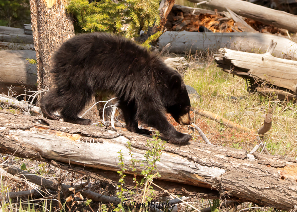 Black Bear second year cub walking down log--2244