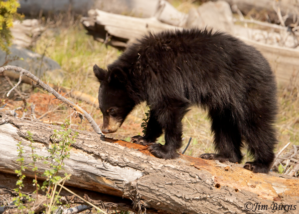 Black Bear second year cub exploring new smells--2259