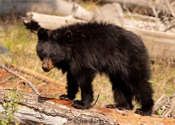 Black Bear second year cub on log--2264