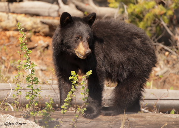 Black Bear second year cub exploring--2273