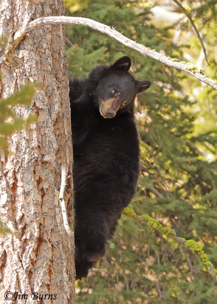 Black Bear second year cub treed--2282