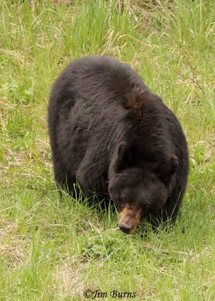 Black Bear female feeding on grass--2768