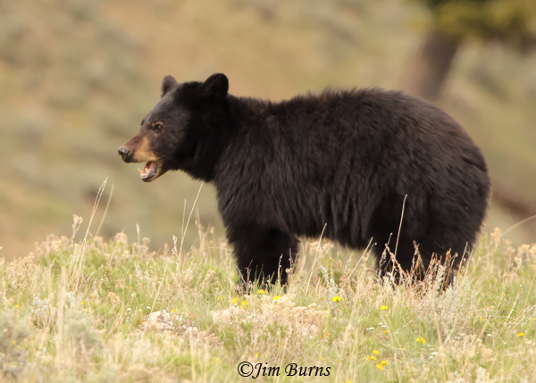 Black Bear male vocalizing--2811