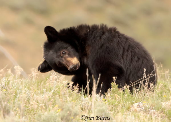 Black Bear male scratching--2829