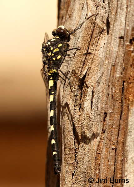 Black Petaltail male on tree in sun, Deschutes Co., OR, July 2013