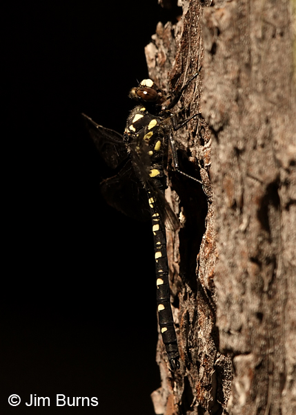 Black Petaltail male on tree in shade, Deschutes Co., OR, July 2013