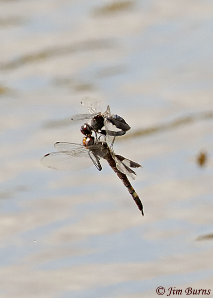 Black Saddlebags pair at the moment of reclamation after ovipositing, Maricopa Co., AZ, October 2018--1681