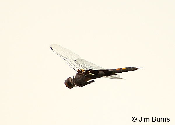 Black Saddlebags female in flight, Fairfax Co., VA, September 2012