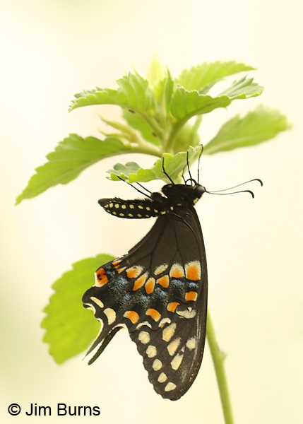 Black Swallowtail newly emerged, Texas
