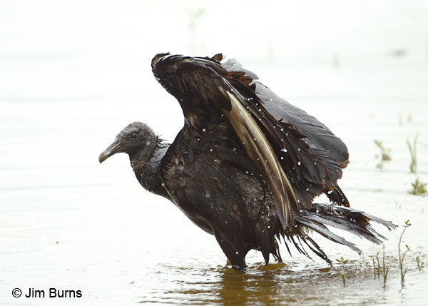 Black Vulture bathing