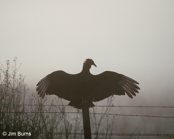 Black Vulture drying wings in fog