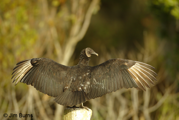 Black Vulture thermoregulating