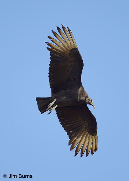 Black Vulture in flight ventral view