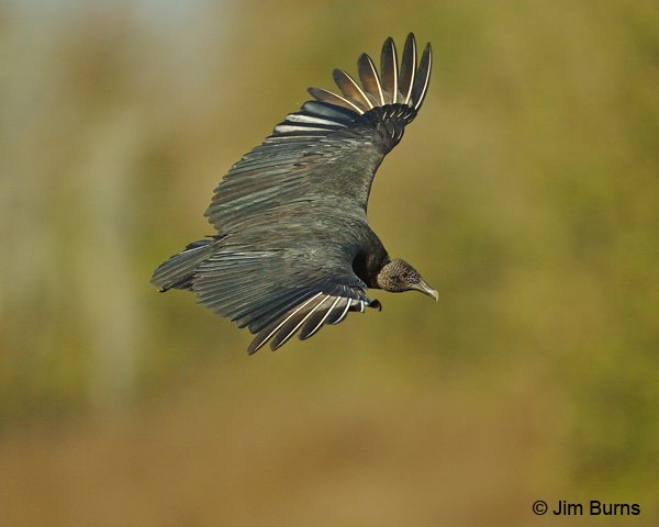 Black Vulture in flight dorsal view