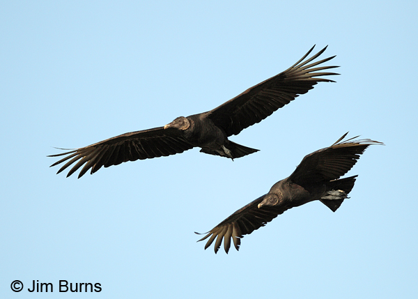 Black Vulture pair in flight