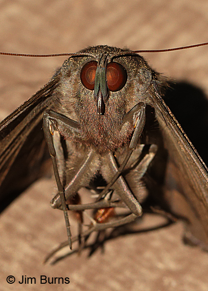 Black Witch Moth face shot, Arizona