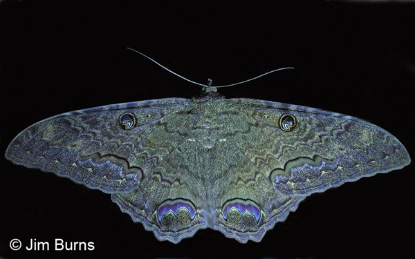 Black Witch Moth male by night, Arizona